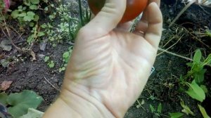 Дегустация томатов янтарный мед, монгольский карлик и зефир в шоколаде