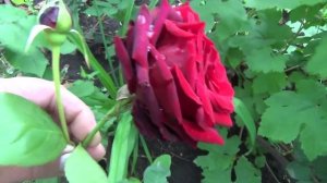 Чайно-гибридные розы. Hybrid Tea Roses.