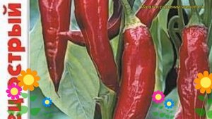 Перец острый Анахайм. Краткий обзор, описание характеристик capsicum annuum Anahajm