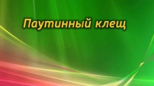 Кто ест Маранту? Как бороться с вредителями Маранты.