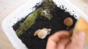 террариум для улиток своими руками