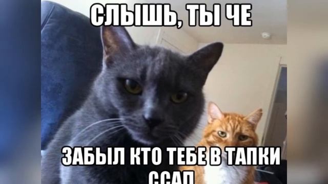 Ты че забыл кто те в тапки насал смотреть онлайн