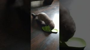 Норка домашняя