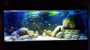 Цихлиды Танганьика