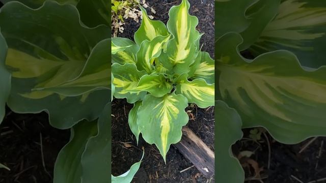 Хоста лайкесайд пейсли принт (hosta lakeside paisley print) Hosta garden tour 2021