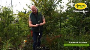 Окулировка – летняя прививка одной почкой.