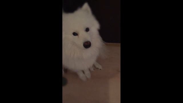 САМОЕДСКАЯ СОБАКА (Как прикольный самоед квартиру на прочность проверял).