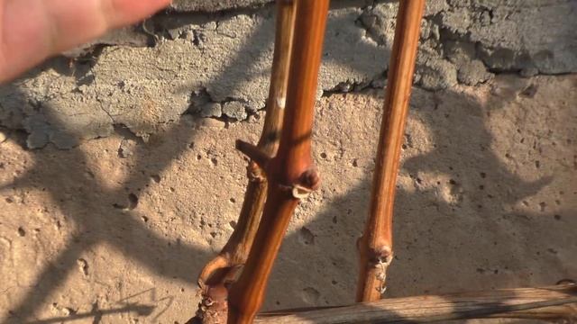 Не вызрела лоза - не будет урожая? Не отчаивайтесь! Варианты обрезки невызревшей лозы