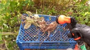 Выкапываю георгины.