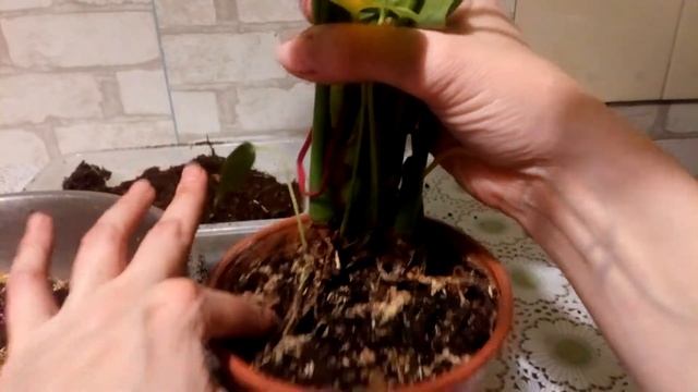 У антуриума коричневые пятна на листьях. Причины и пересадка в другой состав грунта. смотреть онлайн