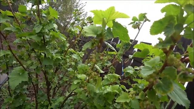 НА ДАЧУ/Вторая НОЧЕВКА/Дожди не помеха для дачника/Похлебка от Санька смотреть онлайн