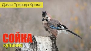 Птицы Крыма. Сойка. Водные процедуры. Замедленная съемка