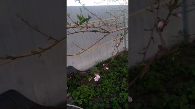 Персик Киевский ранний - цветение 2021 смотреть онлайн