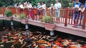 Лоро Парк. Тенерифе.