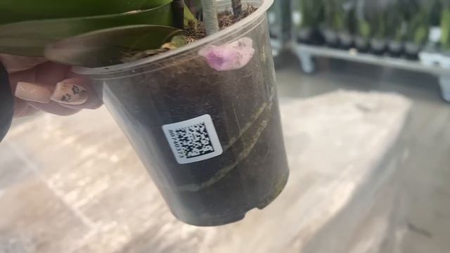 Столько орхидей бывает только один раз в году))) Леруа Мерлен . смотреть онлайн