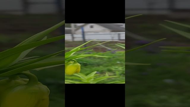 Как цветут рябчики.