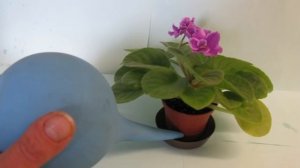 Фиалки для начинающих. Посадка и пересадка