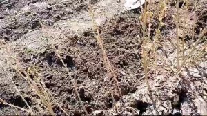 Копаем и пакуем саженцы черной смородины