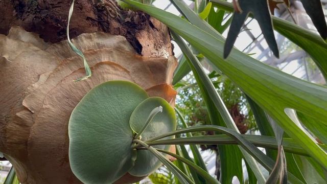 "РАЙ НА ЗЕМЛЕ: РАСТЕНИЯ" Часть 1. смотреть онлайн