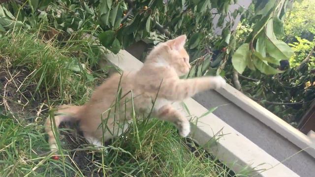 Отдам котеночек в хорошие руки🐱 смотреть онлайн