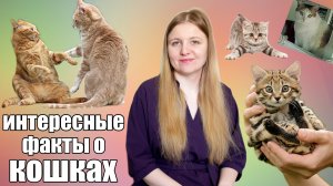 5 интересных фактов о кошках