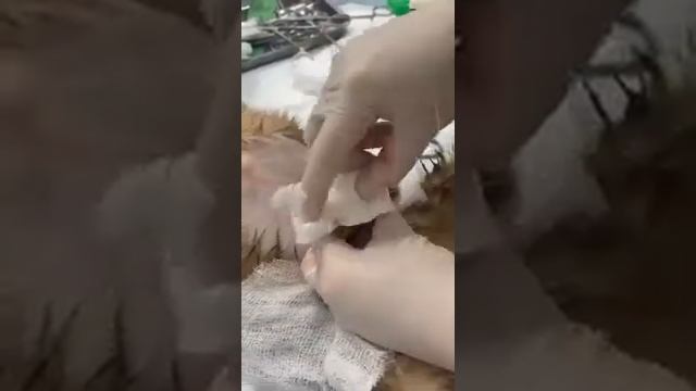 Извлечение инородного тела из кишечника собаки