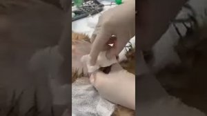 Извлечение инородного тела из кишечника собаки