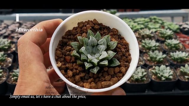 Haworthia 2021Aug23rd смотреть онлайн