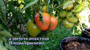 Томаты Батяня