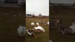 Племенные Камагоры,  Холмогорские, Тульские,  Горьковские, Еденские?