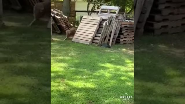 Dog and chicken  playing