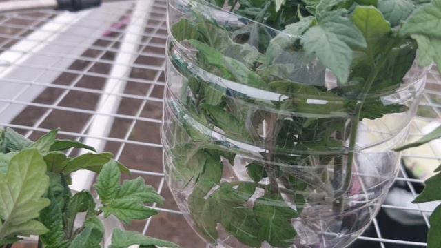 удаление пасынков, укоренение пасынков, полив и внесение бора, мульчирующая пленка