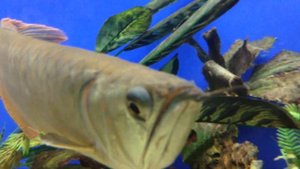 Как рыбки любят друг друга. Рыба "Доллар". Метиннис Серебристый, аквариумная рыбка.