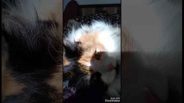 Нужно ли купать кошку ? Мнение Буси смотреть онлайн