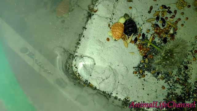 #ЯВЕРНУЛСЯ!!! ЧТО, ЕСЛИ дать муравьям одуванчик// messor и одуванчик//кормление