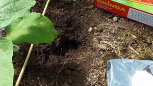 Кроты в теплице- эффективный способ борьбы