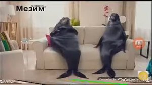 Реклама Мезим Тюлень