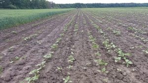 Междурядная прополка подсолнечника обычным культиватором, ЮМЗ 6 в работе.