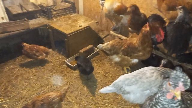 Как поживает птица, перешли на зимнее содержание. смотреть онлайн