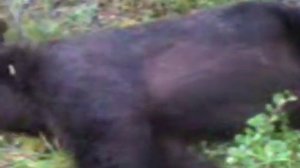 На Камчатке медведь напился браги.mpg