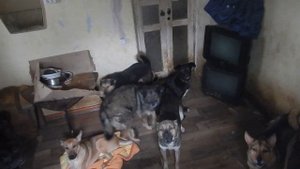 Собачий приют -а что это? и как выглядит.