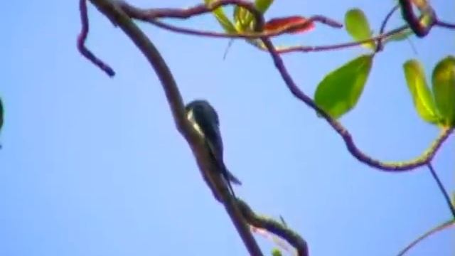 Хохлатый древесный стриж Hemiprocne longipennis на гнезде .avi смотреть онлайн