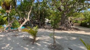 Бодуфолуду Мальдивы | обзор местного острова с шикарным домашним рифом Bodufolhudhoo