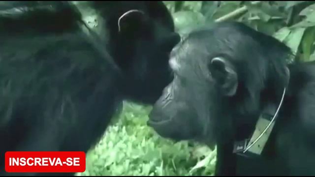 CHIMPANZÉ [CONHEÇA ESTE MAGNÍFICO PRIMATA] смотреть онлайн