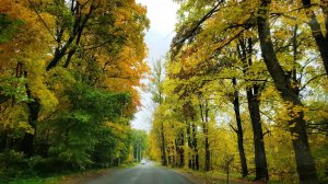 ВЛОГ Золотая ОСЕНЬ / Сортируем и увозим ЯБЛОКИ / Закрыли ДАЧНЫЙ СЕЗОН