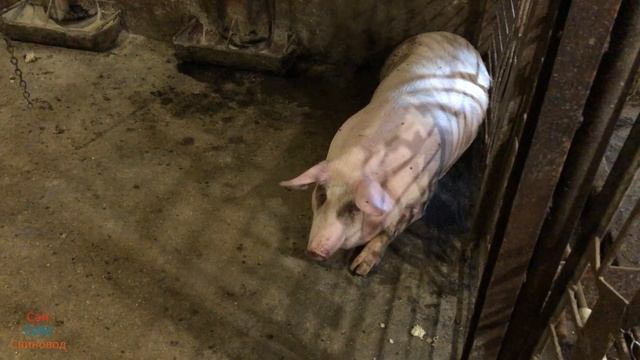 Сдал свиней. Вес свиней в 7 - 7,5 месяцев. 6 месяцев на откорме. Расходы кормов. Живой вес смотреть онлайн