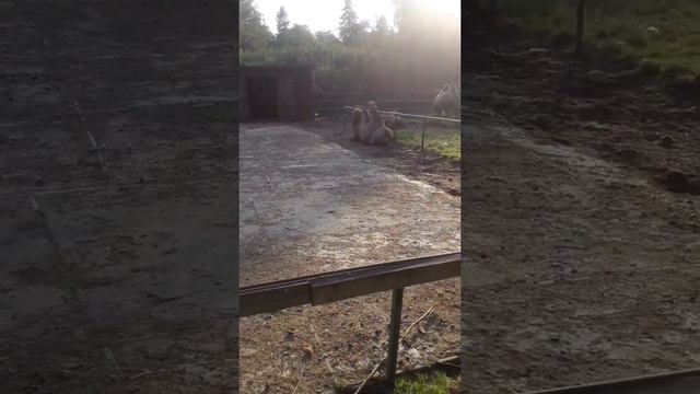 В Костромском зоопарке (часть 2)/ In The Kostroma Zoo (Part 2). смотреть онлайн