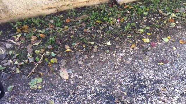 Мотоблок Патриот Урал и прицеп Целина ПМ-03