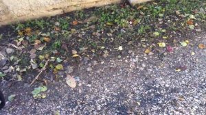 Мотоблок Патриот Урал и прицеп Целина ПМ-03