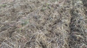 Сеем сорго белое сеялкой сзс 2.1 no till